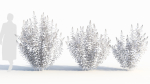 Spiraea alb a