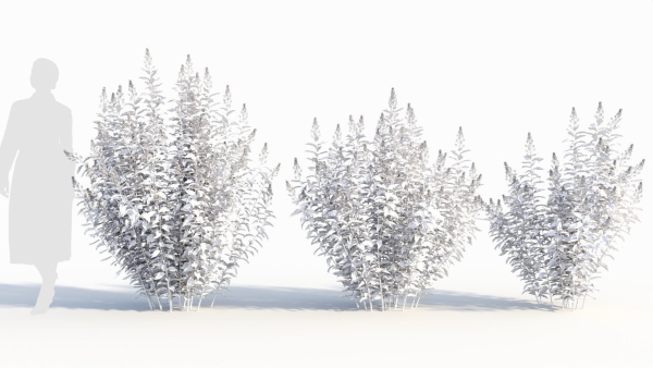 Spiraea alb a