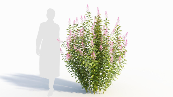 Spiraea alb a