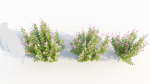 Spiraea alb a
