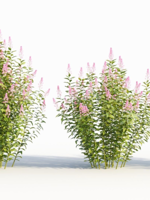 Spiraea alb a