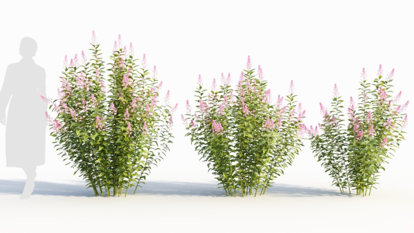 Spiraea alb a