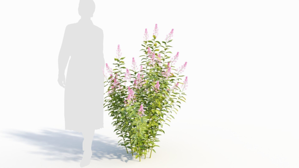 Spiraea alb a