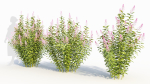 Spiraea alb a