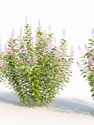 spiraea-alb-a-3d-model-bebd11b56c