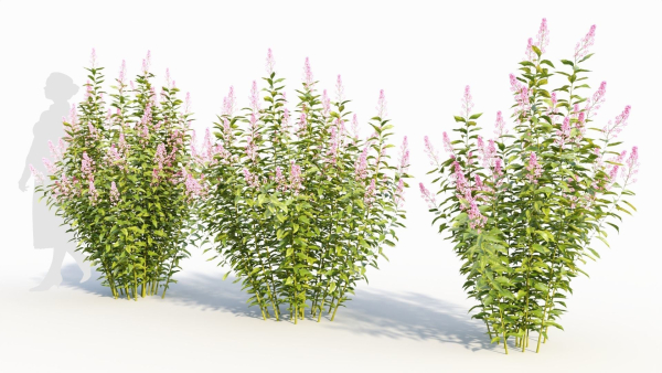 Spiraea alb a