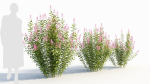 Spiraea alb a