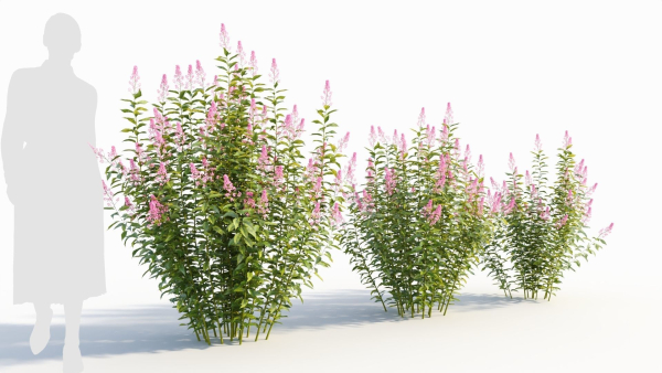 Spiraea alb a