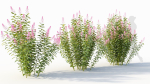 Spiraea alb a
