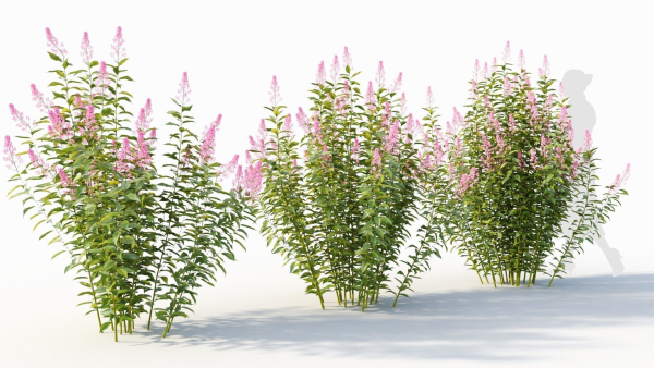Spiraea alb a