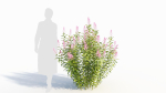 Spiraea alb a