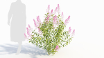 Spiraea alb b
