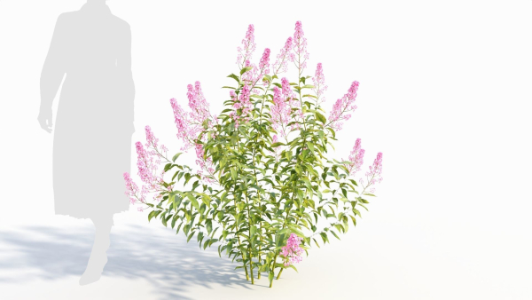 Spiraea alb b