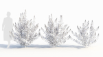 Spiraea alb b