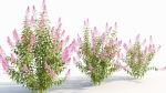 Spiraea alb b