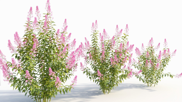 Spiraea alb b
