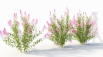 Spiraea alb b