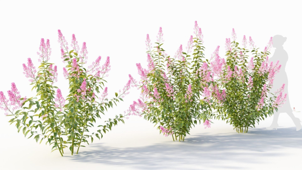 Spiraea alb b