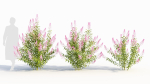 Spiraea alb b