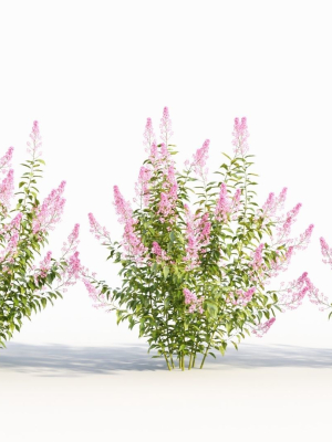 Spiraea alb b