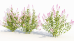 Spiraea alb b