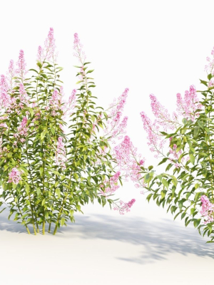 spiraea-alb-b-3d-model-50de11580c