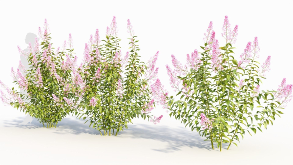 Spiraea alb b