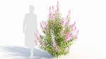 Spiraea alb b