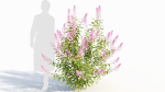 Spiraea alb b