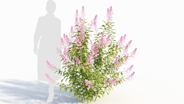 Spiraea alb b