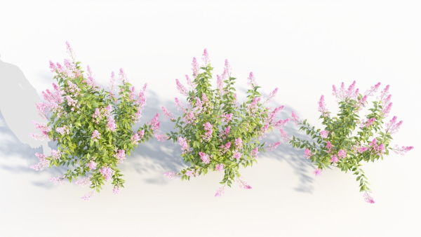Spiraea alb b