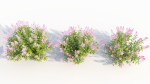 Spiraea alb c