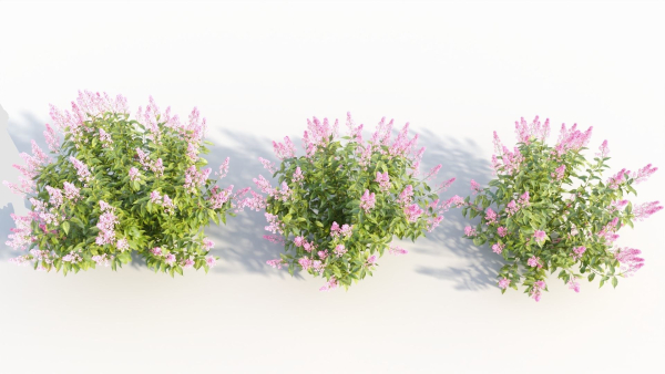 Spiraea alb c