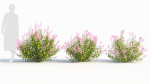 Spiraea alb c