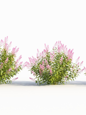 Spiraea alb c