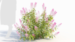 Spiraea alb c