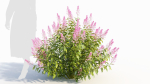 Spiraea alb c