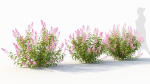 Spiraea alb c