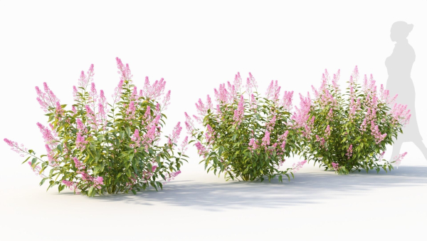 Spiraea alb c
