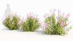 Spiraea alb c