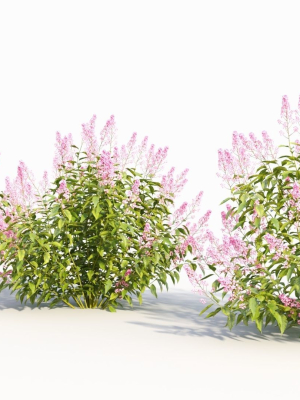 spiraea-alb-c-3d-model-9de55ed23e