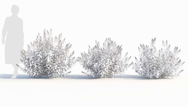 Spiraea alb c