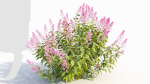 Spiraea alb c