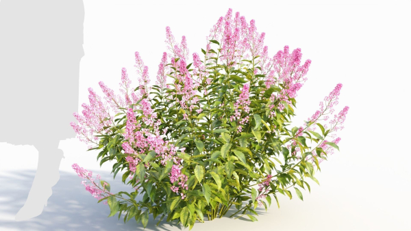 Spiraea alb c