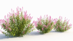 Spiraea alb c