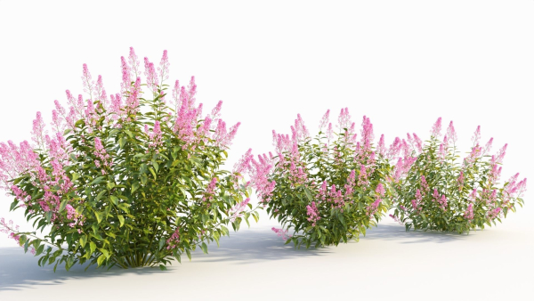 Spiraea alb c