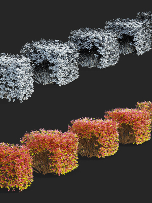 spiraea-betulifolia-autumn-3d-model-a641cfd3d0