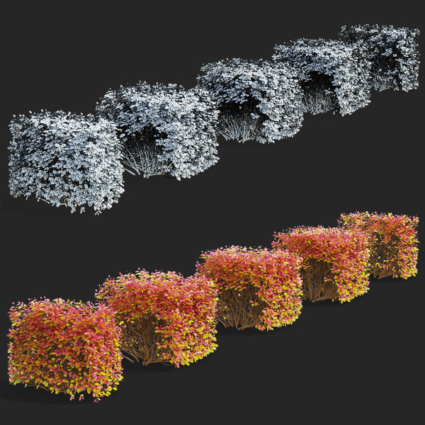 Spiraea betulifolia autumn