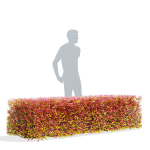Spiraea betulifolia autumn