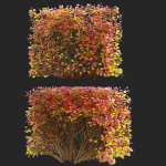 Spiraea betulifolia autumn